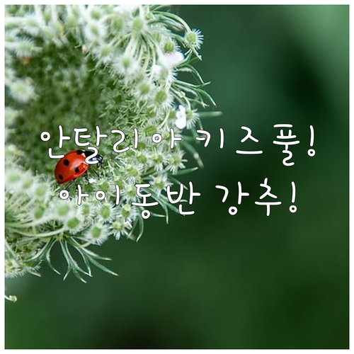 안탈리아 숙소 추천 아이 동반 가족 여행에 좋은 카드리예 수영장 호텔